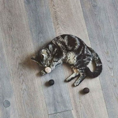 Cat Walking