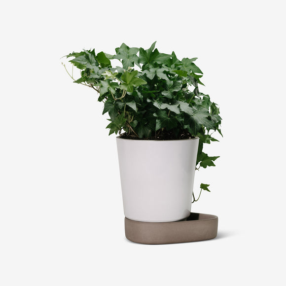 Sip Plant Pot