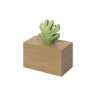 Harbour Coral Box