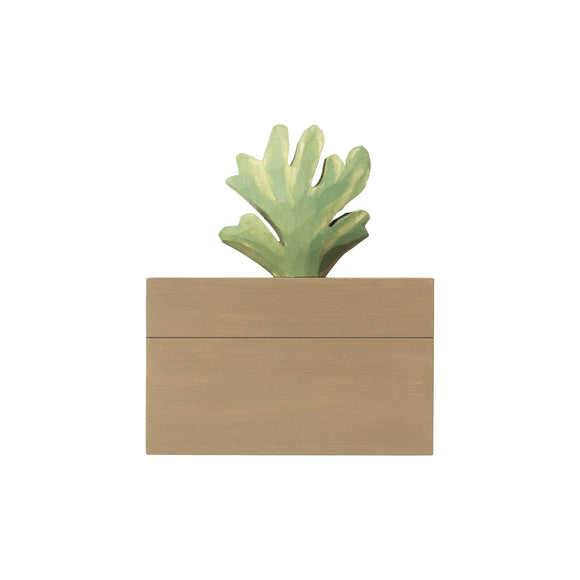 Harbour Coral Box