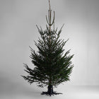 Christmas Tree Stand