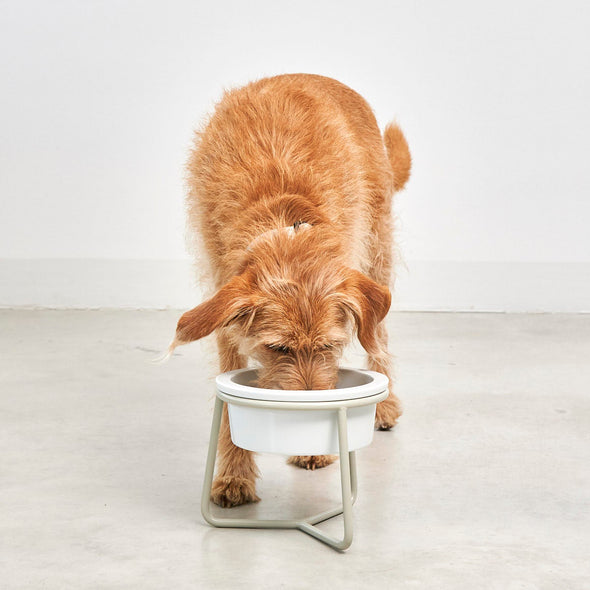 Pranzo Dog Feeder