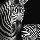 Dolce & Gabbana Zebra Mural Wallpaper