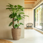 Saya Plant Pot (Set of 2)