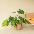 Saya Plant Pot (Set of 2)