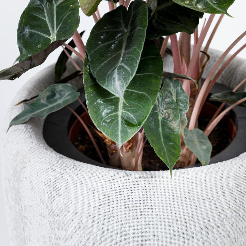 Buzzispace BuzziPlanter Plant Holder - 2Modern