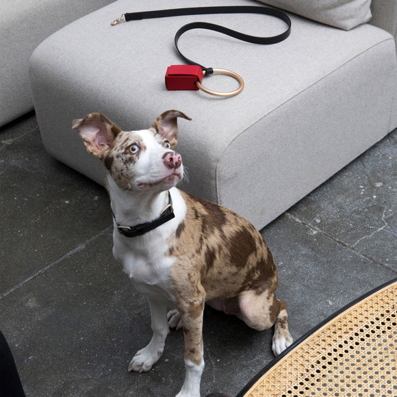 Lumi Leash and Collar Set