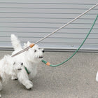 Ray All-in-One Leash and Harness Set
