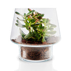 Succulent Glass Vase