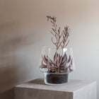 Succulent Glass Vase