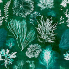 Algae Wallpaper Sample Swatch