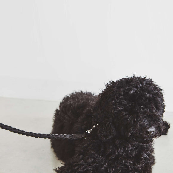 Bergamo Dog Collar Set