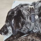 Lucca Dog Collar