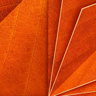 Orange Bloom Wallpaper