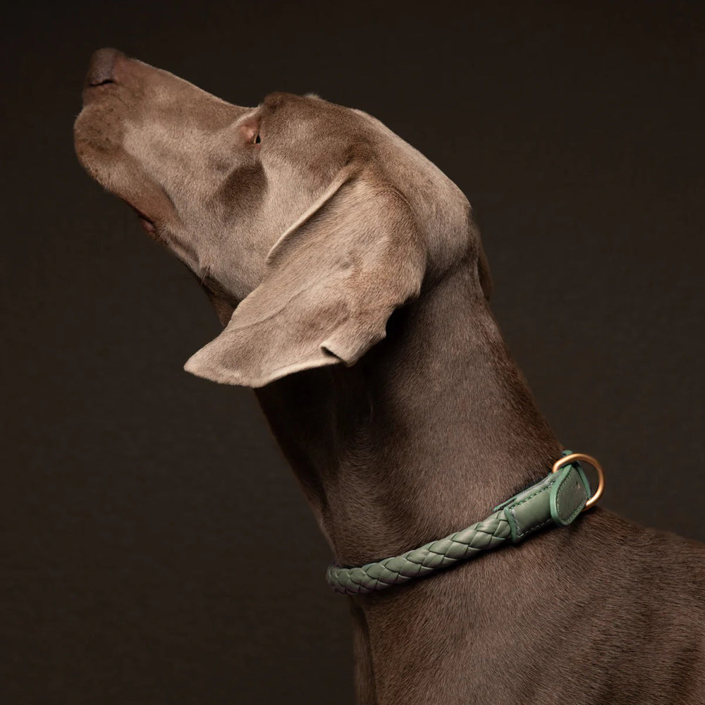 Ferdinando Dog Collar