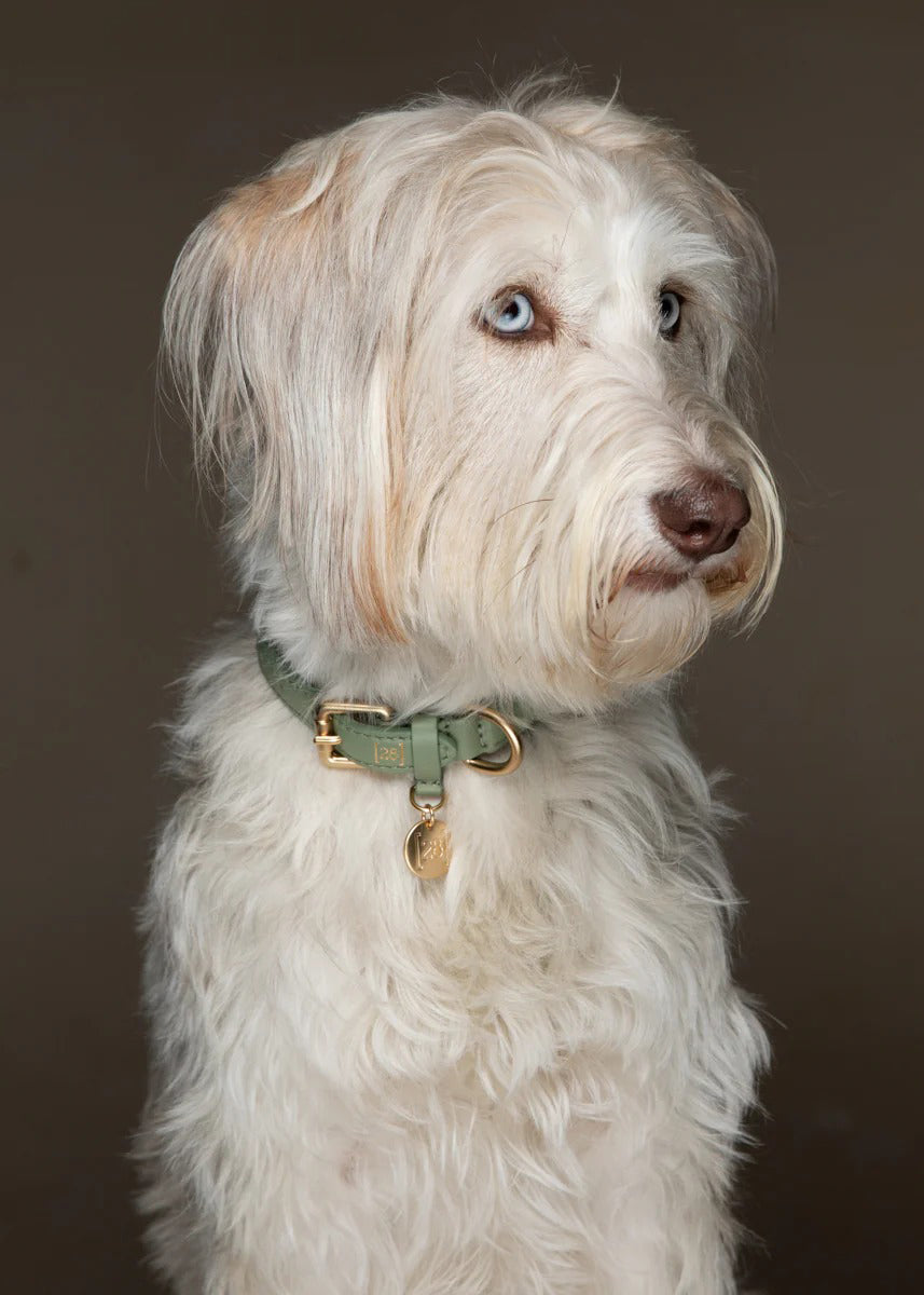 Ferdinando Dog Collar