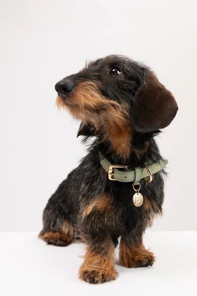 Ferdinando Dog Collar
