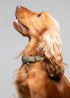 Ferdinando Dog Collar