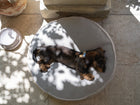 Fulvio Dog Cushion