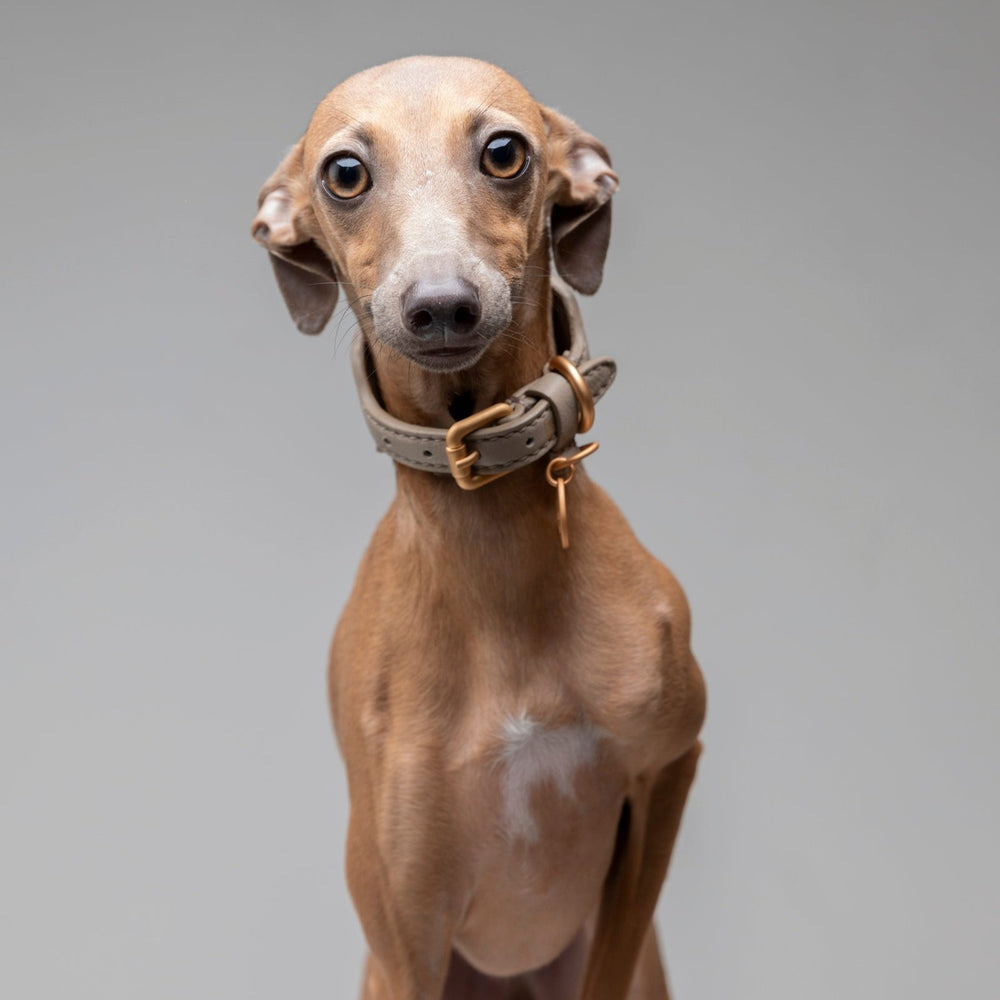 Mario Sighthound Collar