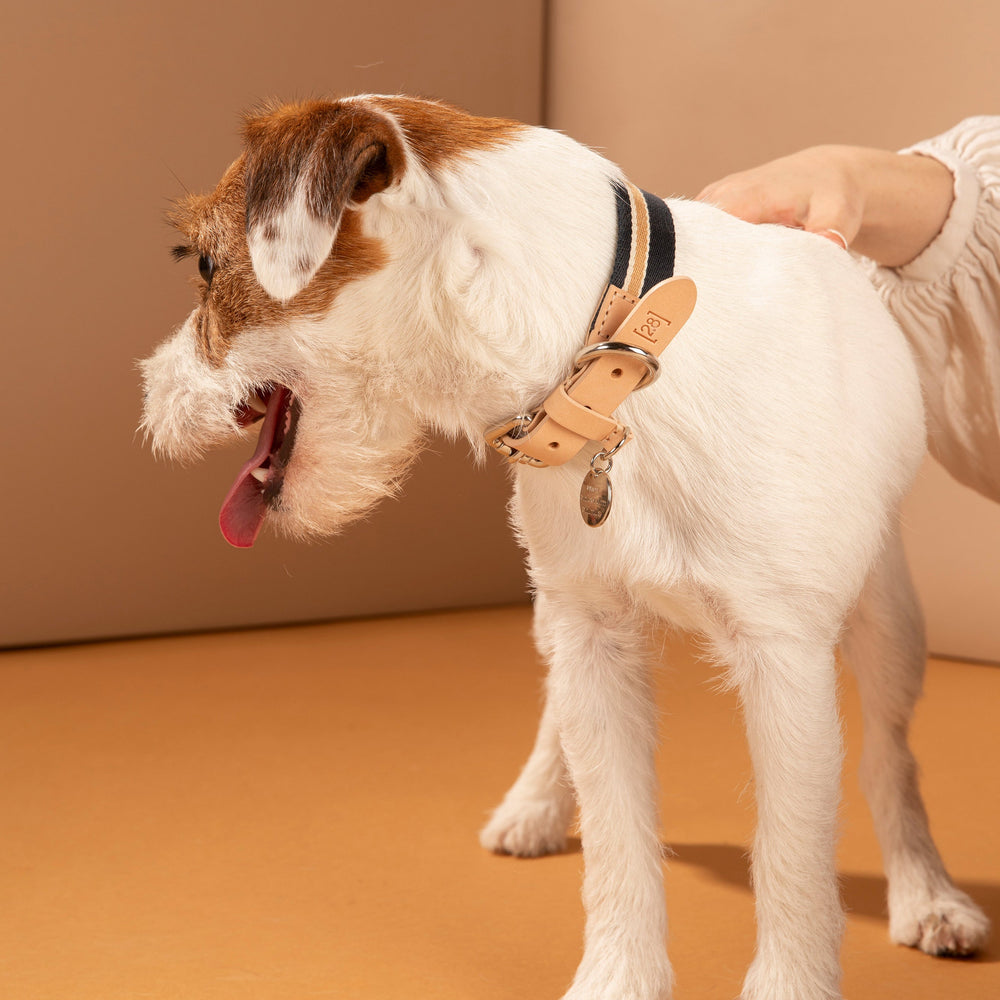 Franco Dog Collar
