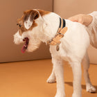 Franco Dog Collar