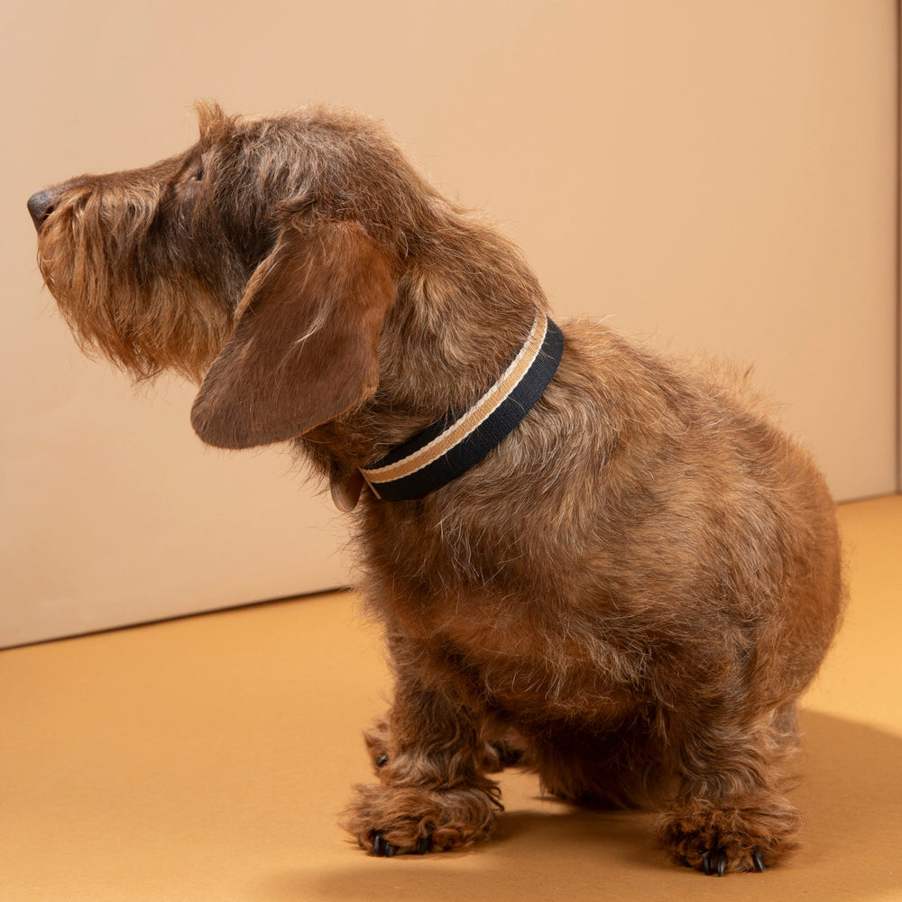 Franco Dog Collar