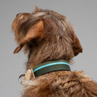 Franco Dog Collar