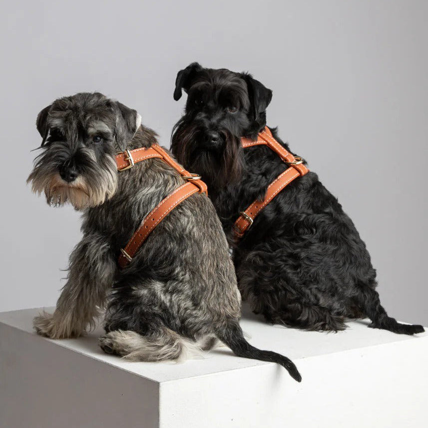 Gabriele Dog Harness
