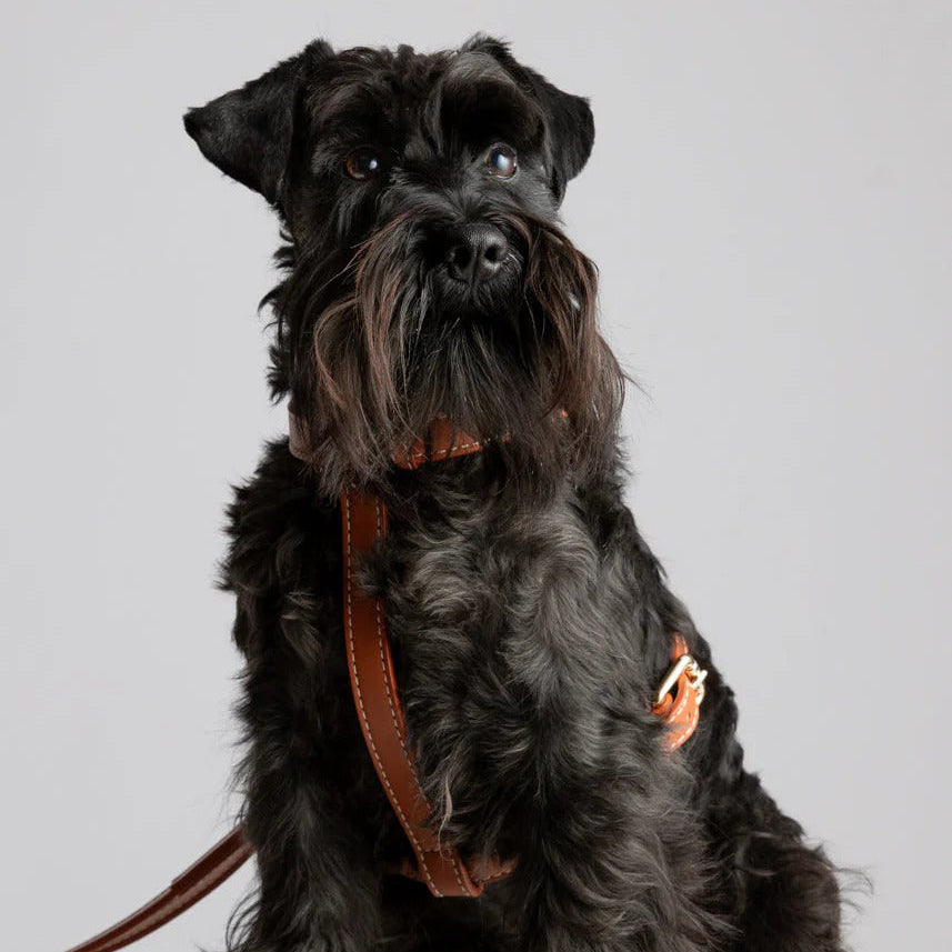 Gabriele Dog Harness
