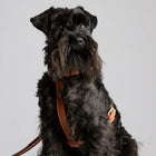 Gabriele Dog Harness
