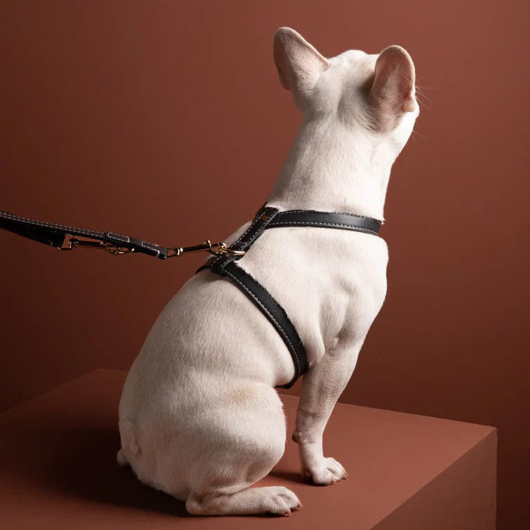 Gabriele Dog Harness