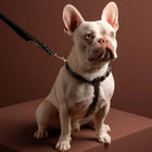 Gabriele Dog Harness