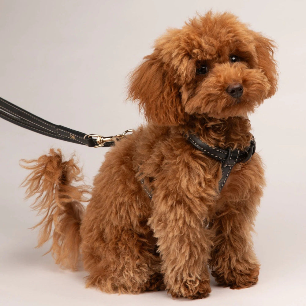 Gabriele Dog Harness