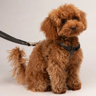 Gabriele Dog Harness