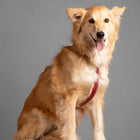 Gabriele Dog Harness