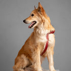 Gabriele Dog Harness