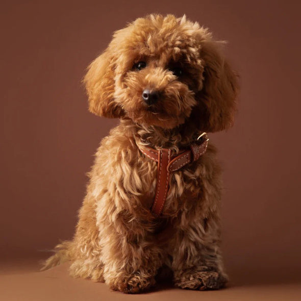 Gabriele Dog Harness