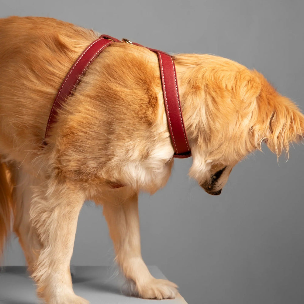 Gabriele Dog Harness