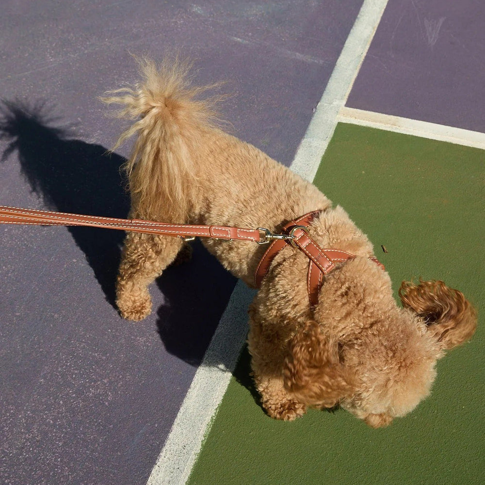 Gabriele Dog Leash