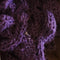 Knitted Tilt LED Pendant Light  option Purple