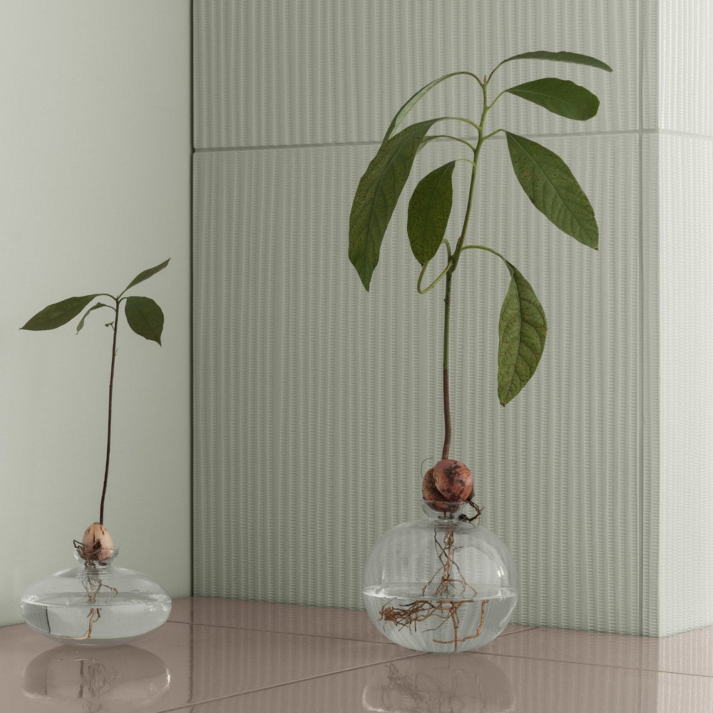 Avo Avocado Starter Vase