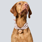 Aura ID Scarf