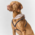 Aura ID Scarf