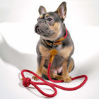 Ray Collar and Leash Set