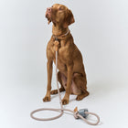Ray Collar and Leash Set