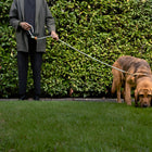 Ray Collar and Leash Set
