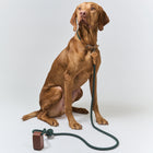 Ray Collar and Leash Set