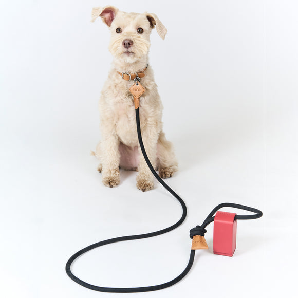 Ray Collar and Leash Set