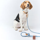 Ray Collar and Leash Set